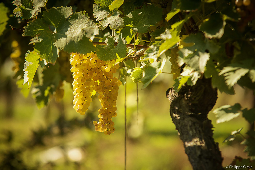 Vigne - ⓒ Philippe Giralt