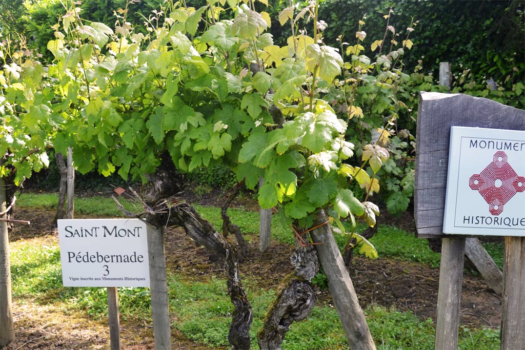 Le plus vieilles vignes de France -photo Marianne Casamance licence CC BY-SA 4.0