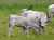 Une vache Gasconne - Photo de Père Igor sous licence CC-BY-SA