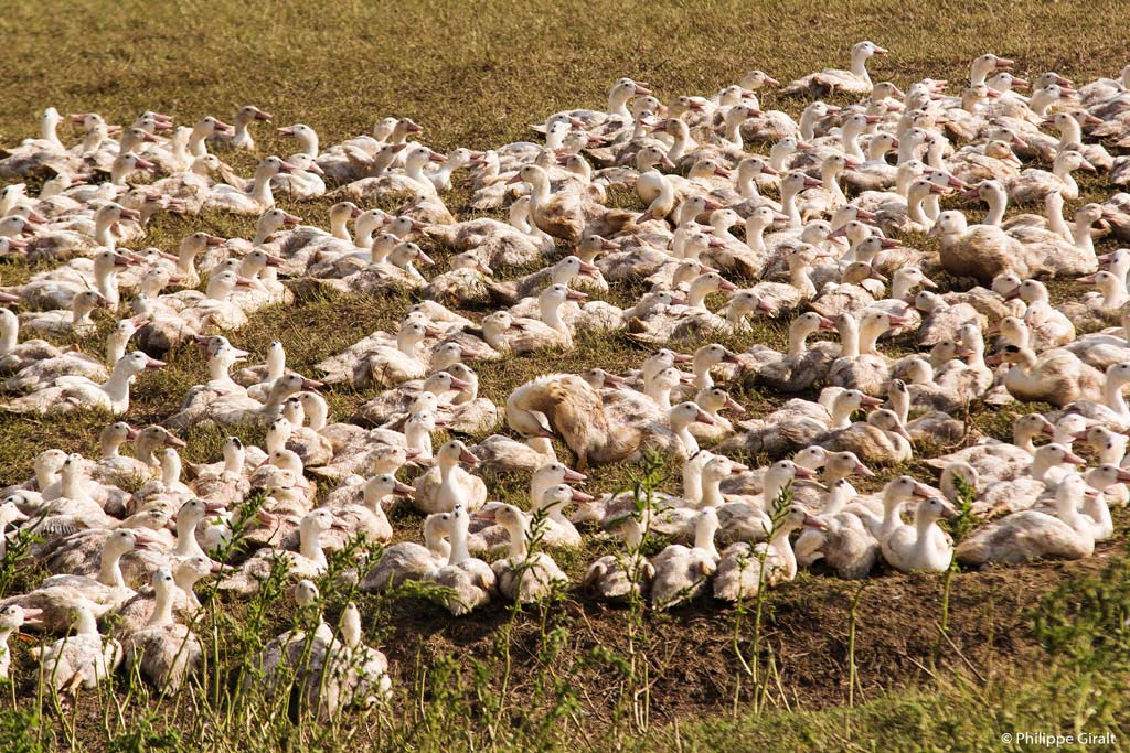 Ducks in Montesquiou